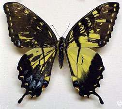 Papilio glaucus mosaic gynandromorph Marc-Perlman 2004 (Internet Image property of respective owner, non-commercial use only)